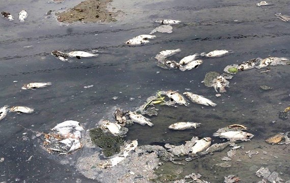 Dead fish floating on To Lich river