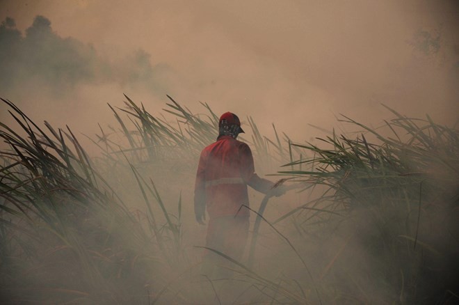 A fireman tries to put out peat land fire in Ogan Ilir regency of South Sumatra province, Indonesia, on August 5 (Photo: Xinhua/VNA)