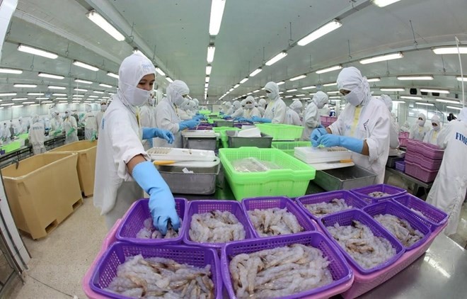Shrimp processed for export (Photo: VNA)
