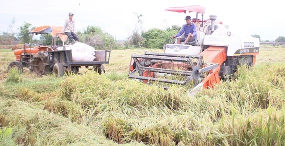 Rice harvest after flooding in Quang Tri province