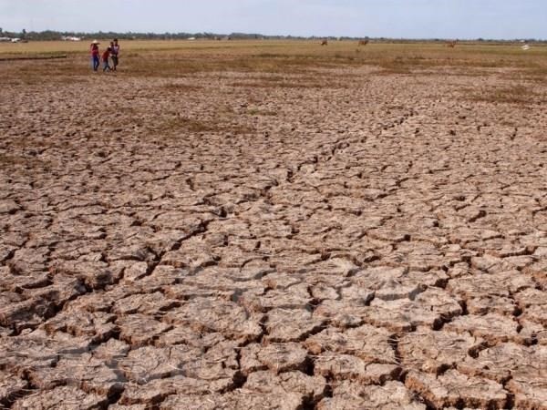 Drought in the Mekong Delta region (Photo: VNA)