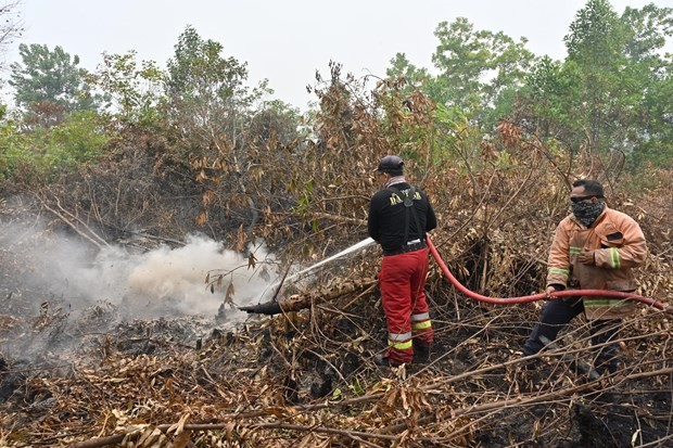 Firemen try to extinguish a fire in Kampar regency of Indonesia's Riau province, on September 13 (Photo: AFP/VNA)