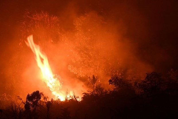 Forest fire in Riau province of Indonesia (Photo: AFP)