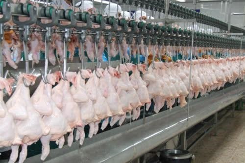 Thailand’s chicken exports to China surged more than 700 percent in the first seven months of this year due to strong consumers’ demand (Photo: thainews.prd.go.th)