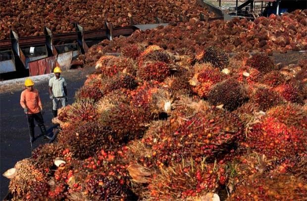 Malaysia plans to raise its export tax for crude palm oil for January 2020, for the first time in one-and-a-half years. (Photo: Thestar.com.my)