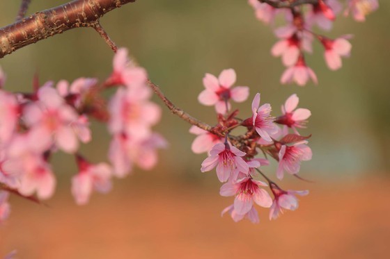 Wild himalayan cherry lures visitors to Da Lat city