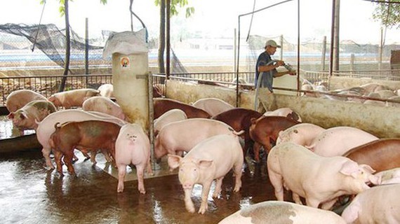 Pig price sharply falls in country’s largest pig farming province
