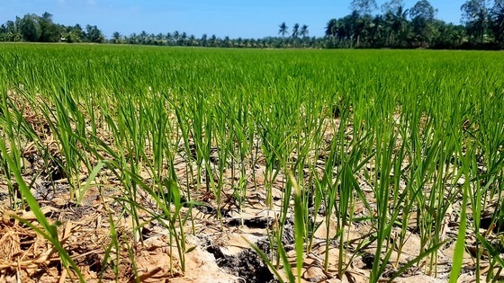 This rice field has been short of water for half a month (Photo: SGGP)