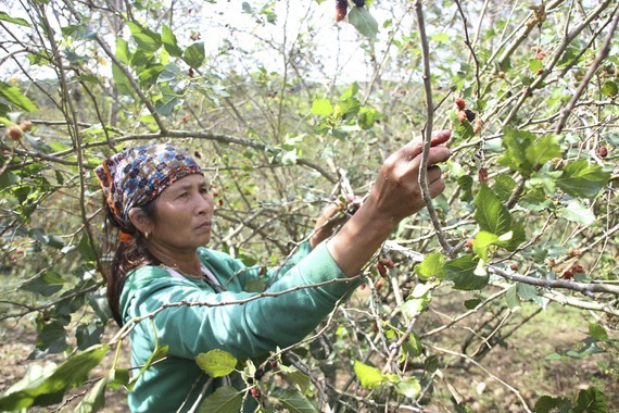 A farmer harvests back berry (Photo: SGGP)