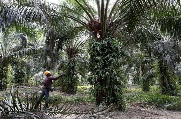 A worker collects palm oil fruits (Photo: Reuters) 