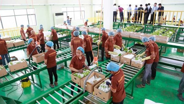 Cambodia exports more than 235,000 tonnes of fresh yellow bananas during Jan-Sep (Source: Phnom Penh Post)