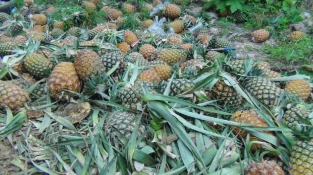 The anticipated rise in farm and food prices, especially for chicken, sugar, tapioca products and pineapples. (Photo: Bangkok Post)