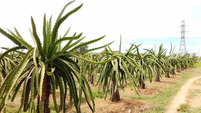 Thấy được giá, nhiều hộ dân tỉnh Bình Thuận tiếp tục mở rộng diện tích cây thanh long