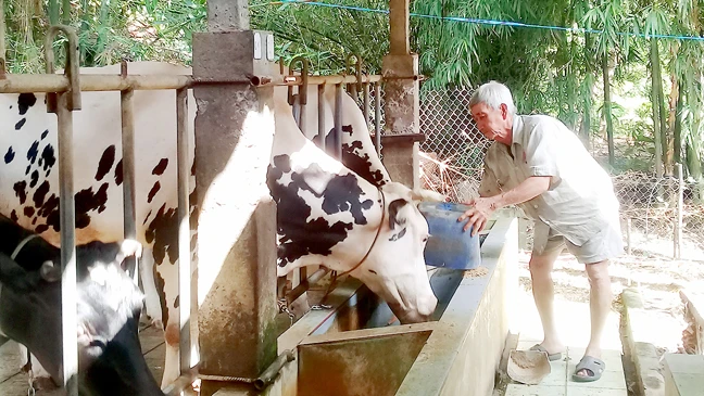 Xã viên của HTX Long Hòa nuôi bò sữa phát triển kinh tế gia đình
