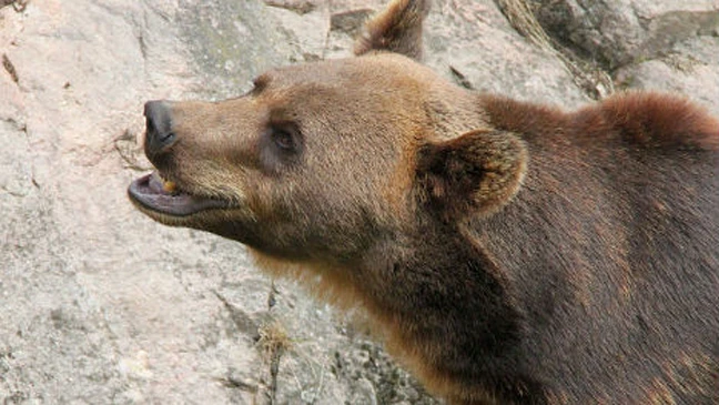 Gấu giết nhân viên vườn thú ở Thụy Điển