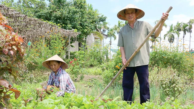 Vợ chồng ông Dương Bá Hiền, hộ gia đình duy nhất quyết tâm trồng rau hữu cơ tại làng rau An Mỹ Ảnh: NGỌC PHÚC