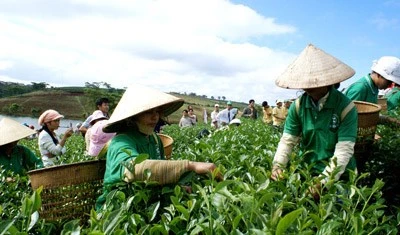 Ngành trà Bảo Lộc đang đứng trước nhiều thách thức