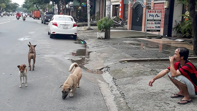 Chó thả rong trên đường Chu Văn An (Bình Thạnh)