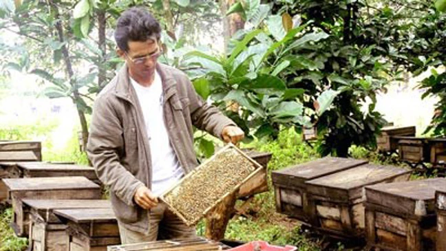 Nghề nuôi ong lấy mật đem lại thu nhập lớn cho người dân huyện biên giới Đức Cơ (Gia Lai)