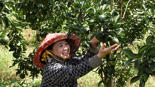 Người dân huyện Tân Uyên vui với vườn cam trĩu quả