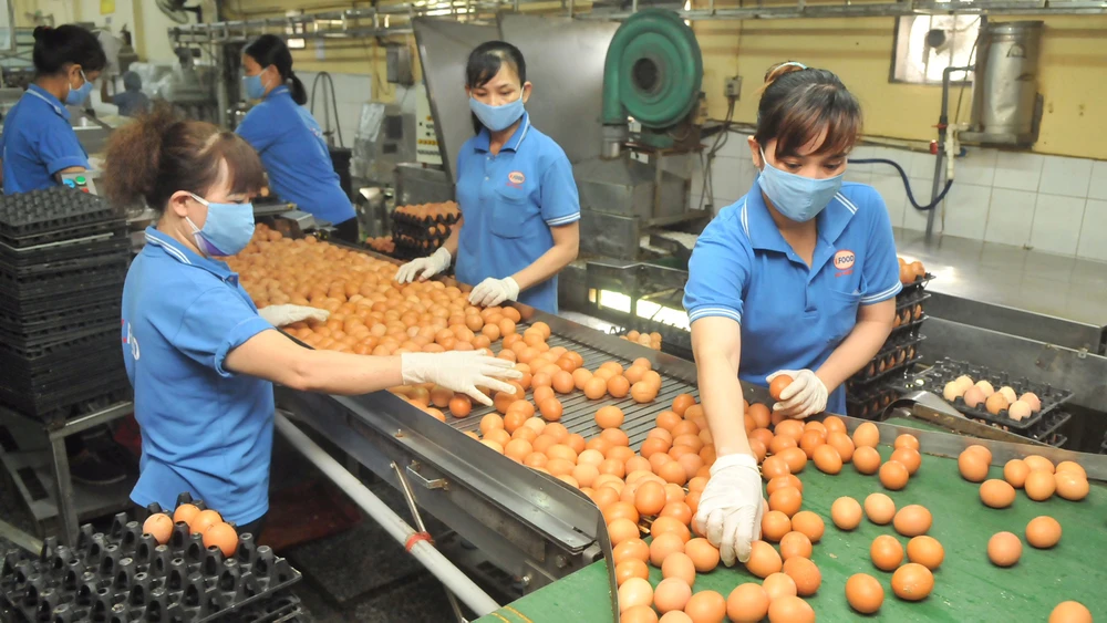 Sản xuất trứng cung ứng bình ổn thị trường tại Công ty Vĩnh Thành Đạt. Ảnh: CAO THĂNG