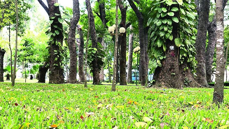 Những bóng mát của cây cổ thụ trong công viên. Ảnh: N.HÀ