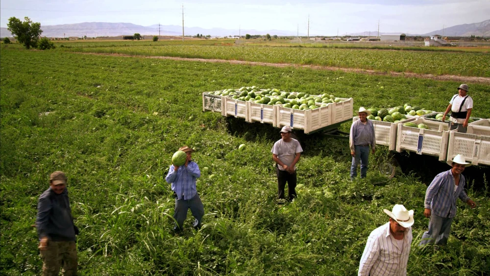 Chính phủ Mỹ vừa quyết định hỗ trợ 12 tỷ USD cho nông dân chịu ảnh hưởng từ các biện pháp trả đũa của các đối tác nước ngoài