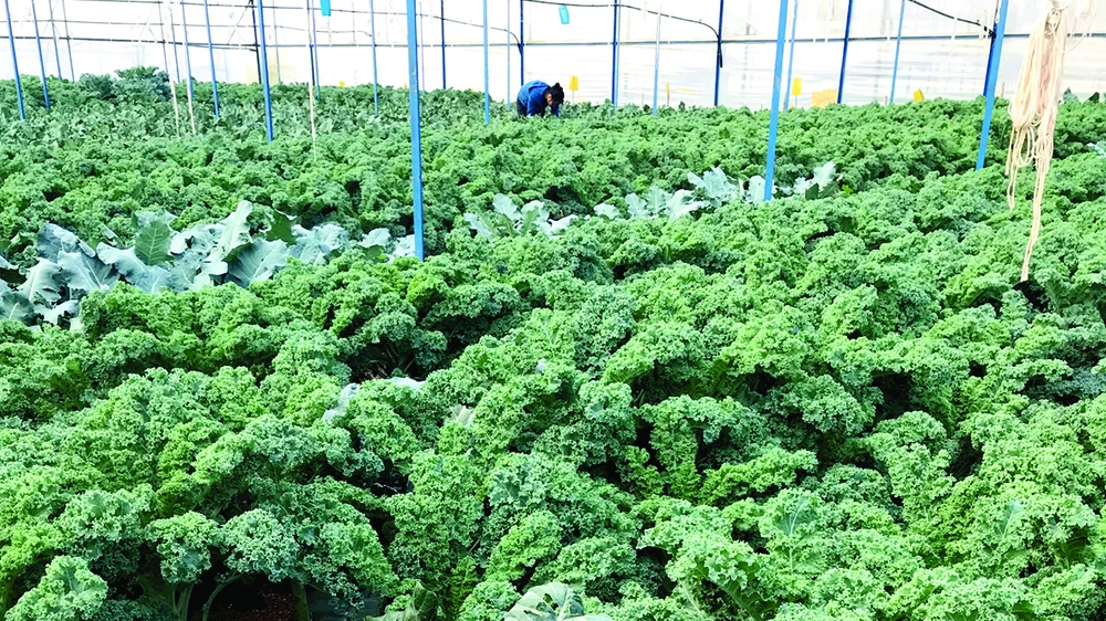 Một dự án được vay vốn phát triển nông nghiệp sạch tại TP Đà Lạt Ảnh: Huy Anh