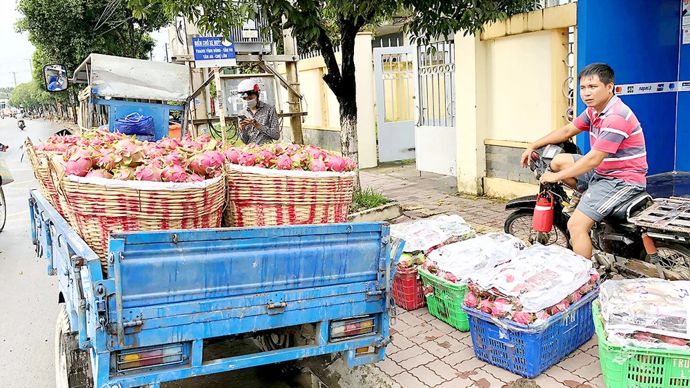 Anh Nguyễn Văn Trực chở hàng đến cơ sở thu mua thanh long để bán, dù bị ép dạt hàng