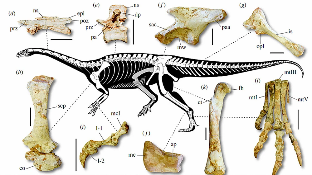 Hóa thạch khủng long cổ dài lâu đời nhất