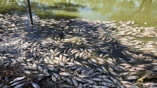 Australia: Nắng nóng khiến cá chết hàng loạt