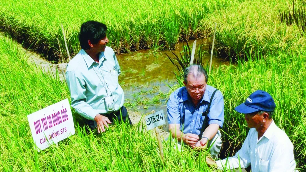 GS - TS Võ Tòng Xuân (giữa) và kỹ sư Hồ Quang Cua (bìa trái) nghiên cứu giống lúa thơm ST. Ảnh: Cao Phong