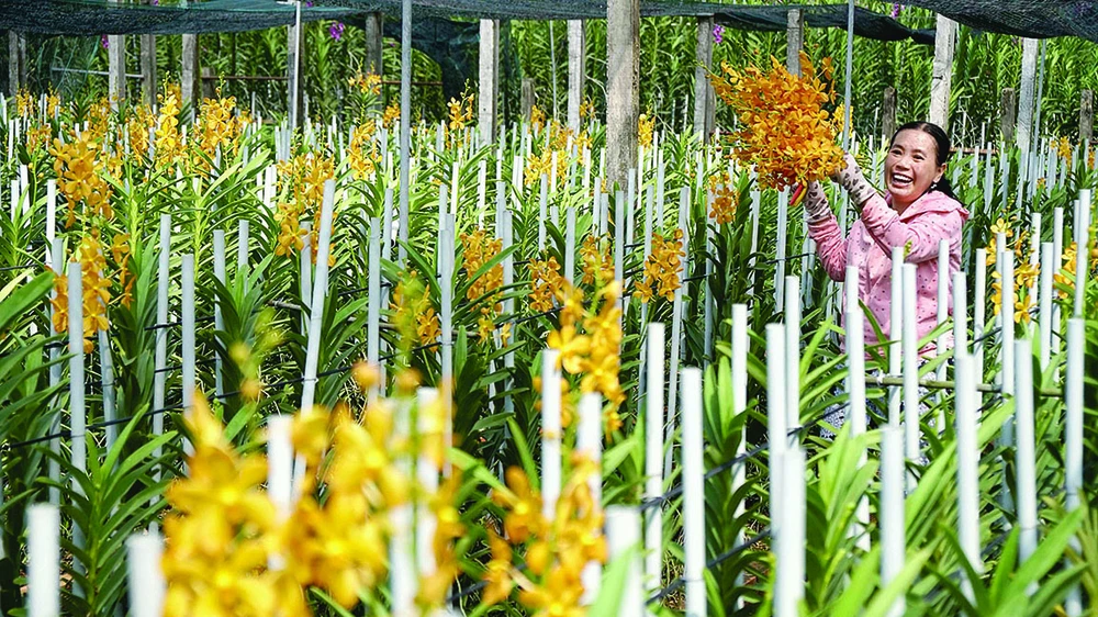 Với hơn 2.000 cành lan bình quân bán mỗi ngày, vườn lan của anh Bùi Văn Cường được mệnh danh là “Tỷ phú hoa lan vùng nông thôn mới” tại xã Phước Hiệp