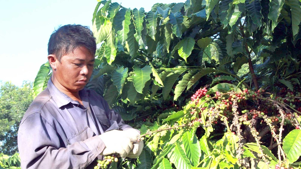 Thu hoạch cà phê đặc sản ở Đắk Lắk