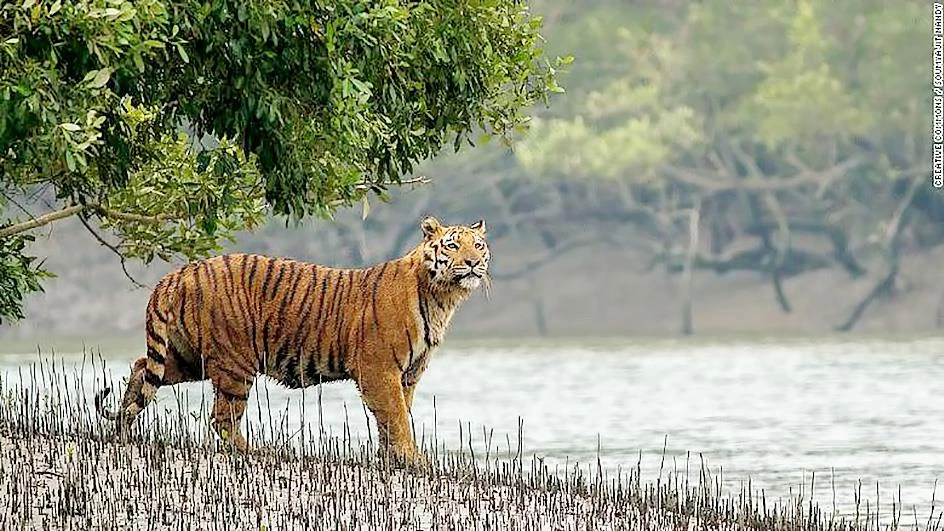 Hổ Bengal kêu cứu