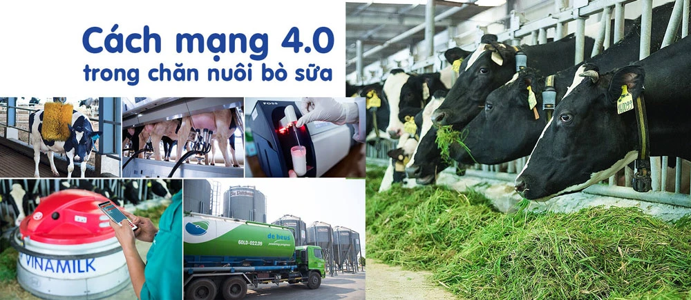 Cách mạng 4.0 trong chăn nuôi bò sữa giúp việc quản lý và vận hành trang trại tối ưu hóa được hiệu quả