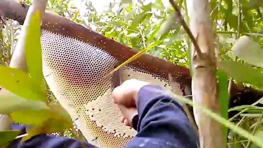 Phạt 1,5 - 3 triệu đồng nếu lấy mật ong rừng