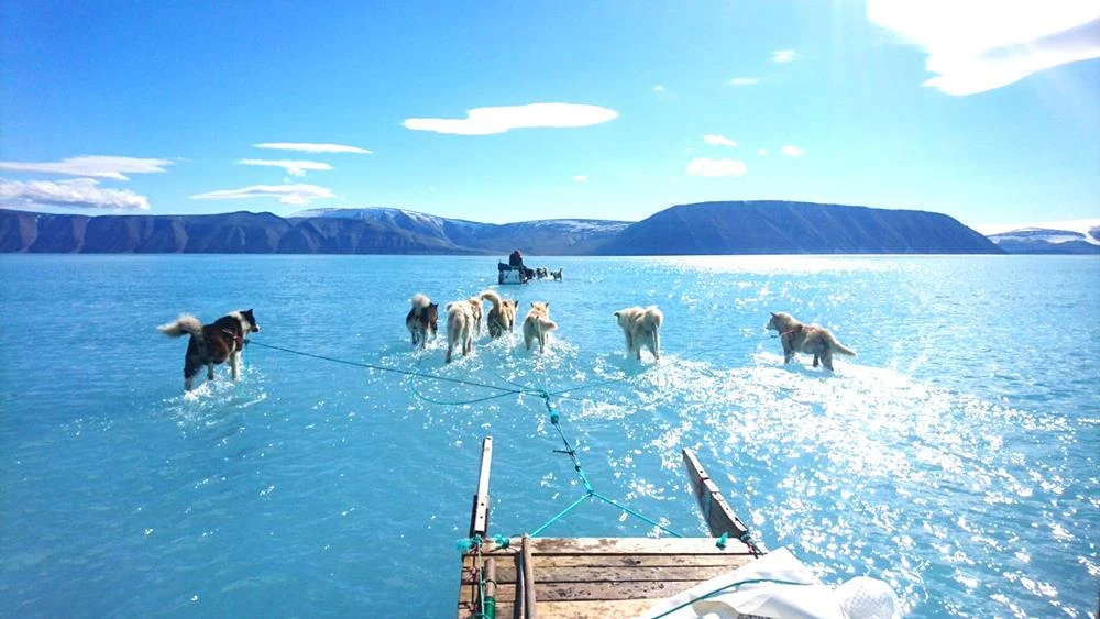 Bức ảnh đàn chó kéo xe ở Greenland đang khiến cộng đồng thế giới giật mình