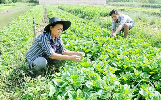 Trồng rau VietGAP tại huyện Bình Chánh. Ảnh: CAO THĂNG