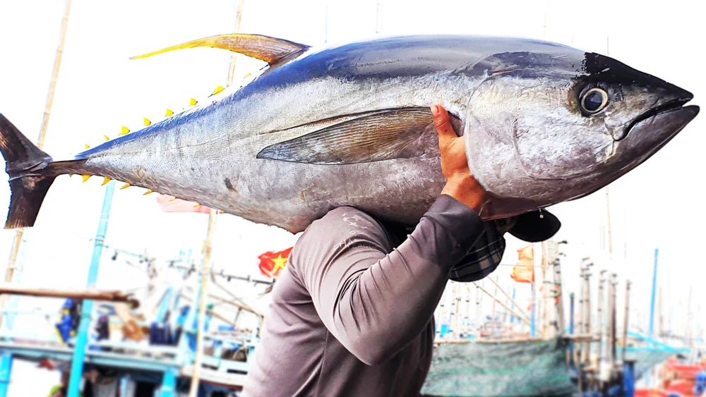 Ngư dân Phú Yên câu được con cá bò gù khủng. Ảnh: NGỌC OAI
