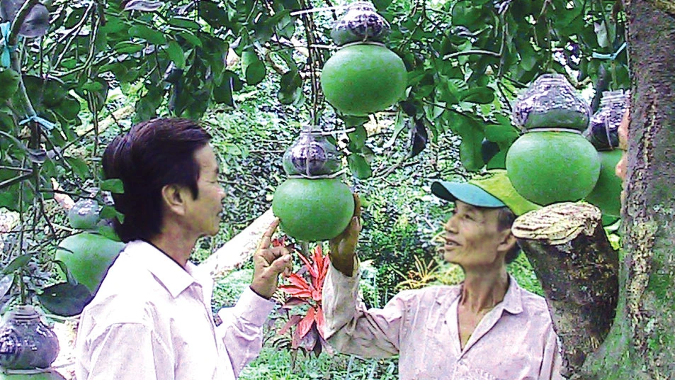 Cây bưởi da xanh cha trồng