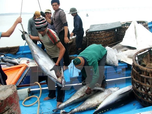 Vận chuyển cá ngừ đại dương tại Phú Yên. Ảnh: TTXVN