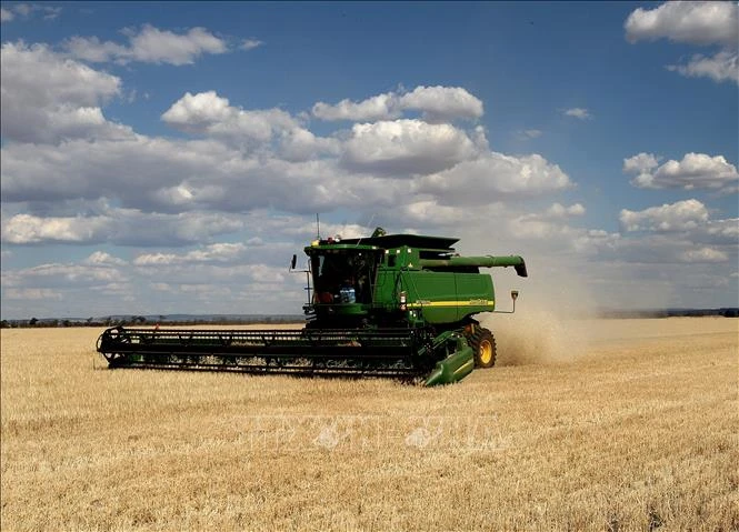 Thu hoạch lúa mạch tại New South Wales, Australia. Ảnh: AFP/TTXVN