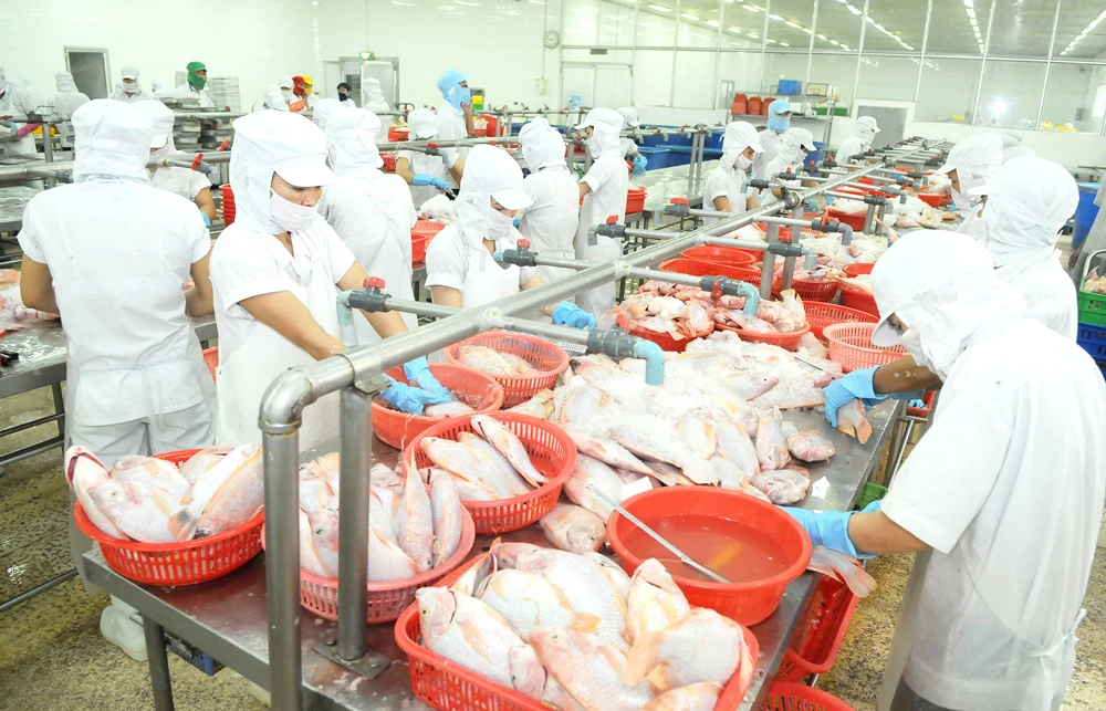 Chế biến cá xuất khẩu tại Công ty APT, TPHCM. Ảnh: CAO THĂNG