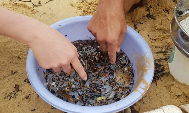 Vi nhựa và chất hữu cơ trôi nổi trong nước ở bãi biển Manly Cove tại Sydney, Australia