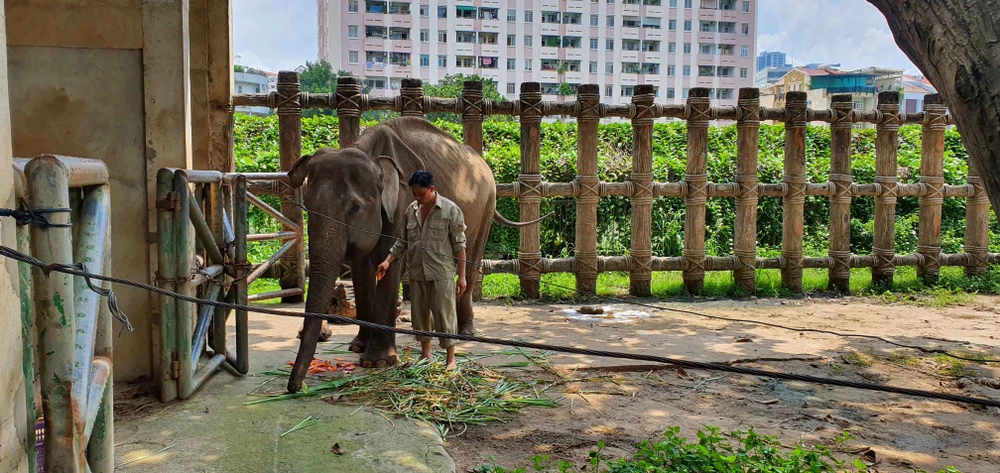 Kỹ thuật viên đang chăm sóc cho voi