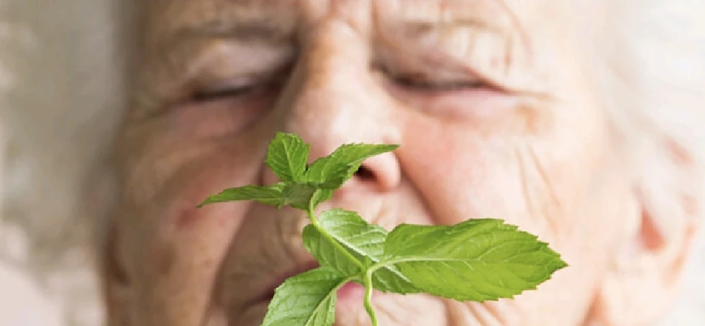 Mùi bạc hà có thể giúp cải thiện trí nhớ