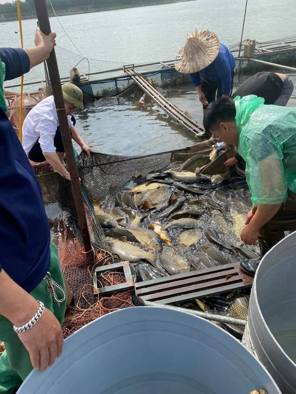 Hải Dương: Cá lồng chết lên đến hơn 400 tấn, hộ nuôi kêu gọi “giải cứu” |  BÁO SÀI GÒN GIẢI PHÓNG