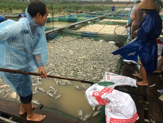 Người dân khó ròng vớt cá chết vì lũ sông Bồ