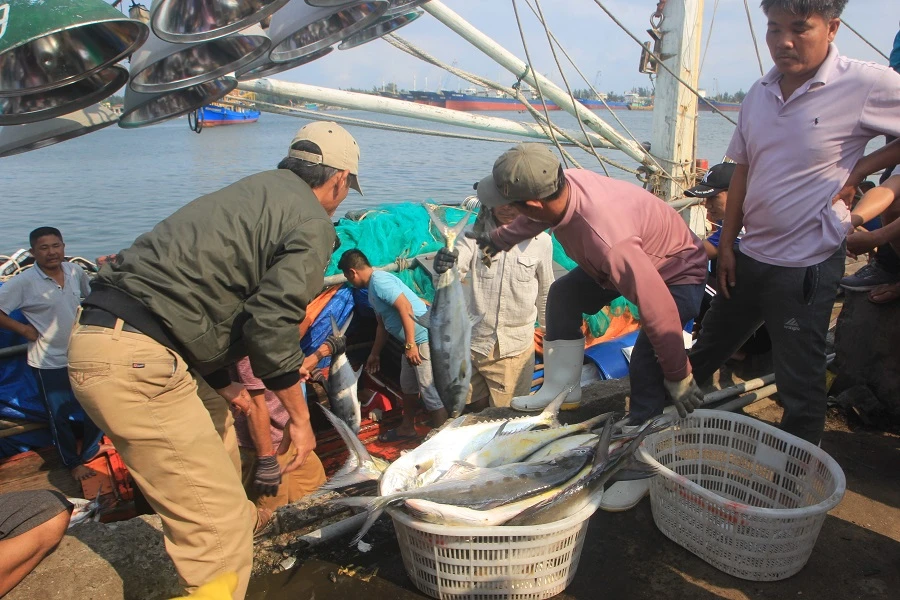 Ngư dân Quảng Trị trúng mẻ cá lớn